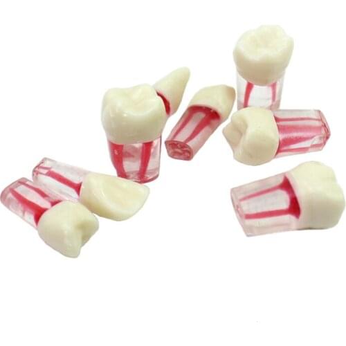 Dental Root Canal Model Teeth Brushing Model with Tongue Interdental Brush Model Organization Mandible FE DP Articulator