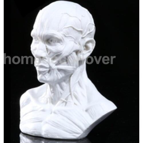 4" Human Model Anatomy Skull Head Muscle Bone Medical Drawing White#2