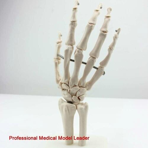 Medical human hand joint model hand bone ulna humerus model humans skeleton hand and foot surgery