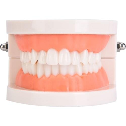 Oral Education Model Kindergarten Children Teeth Brushing Model Dental Laboratory Health Care Teeth Model