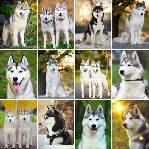 Evershine Full Square Round Diamond Painting Dog Needlework 5D DIY Diamond Embroidery Animal Cross Stitch Kit Home Decor Gift