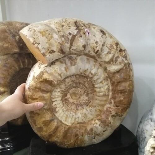 18-20kgs High Quality Big size madagascar fossils ammonite natural stones and minerals specimen