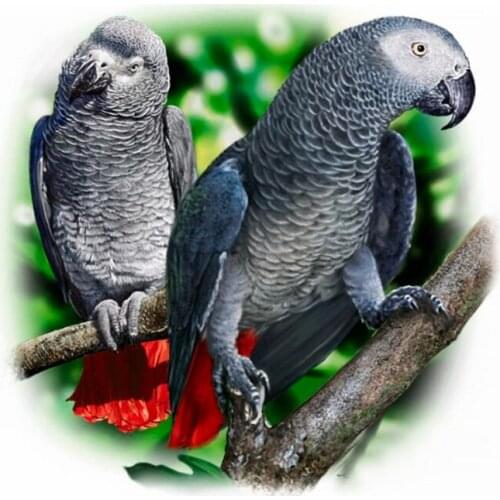 Needlework Diamond Embroidery full square/round"birds parrot"mosaic rhinestone painting by numbers,diy Diamond painting FS273