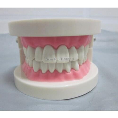 Vivid Dental Care Simulator, Dental nursing care model,teeth model