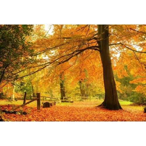 JMINE Div 5D Autumn Fall Trees landscape Full Diamond Painting cross stitch kits art Scenic 3D paint by diamonds