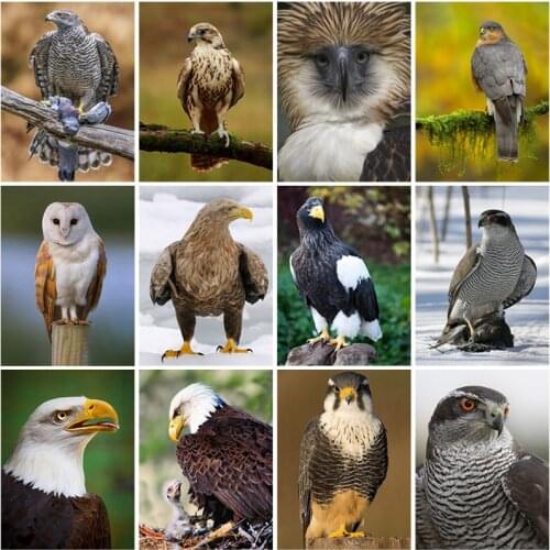 5D DIY Diamond Painting Full Square Drill Mosaic Kit Gift Eagle Embroidery Cross Stitch Kits Wall Art DIY Craft Home Decor Gift