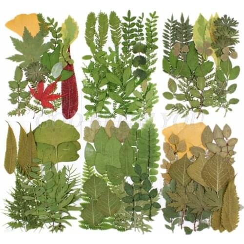 Pressed Real Leaf Dried Plant Assortment Herbarium Sheet for DIY Resin Craft Art Jewelry Decoration Supplies Drop Shipping