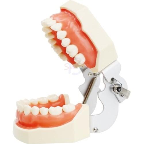 New Dental Teaching Model Teeth model with 28/32 Standard Model Screw-in Teeths Demonstration Soft Gum