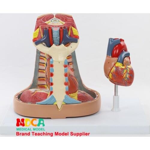 Human Mediastinal Model Pleural Respiratory System Thymus Respiratory Diaphragm Heart Model Medicine Teaching MXG005