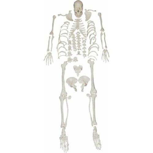 BIX-A1006 Human Scattered Bones Models WBW379
