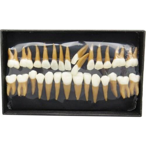 28Pcs Dental 1:1 Permanent Teeth Model Typodont Demonstration Teach Study