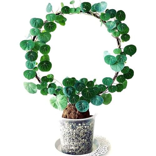 Black Metal Garden Lattice Round Heart-shaped Plant Vine Climbing Support Frame For Climbing Plant Garden Decoration