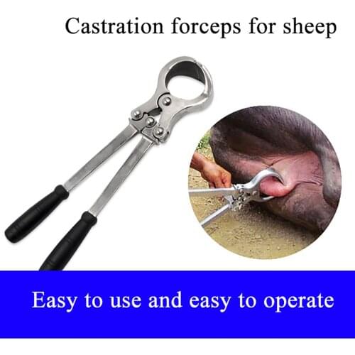1SET Sheep goat ram bloodless castration emasculate plier clamp castration pincer forcep stainless steel veterinary equipment