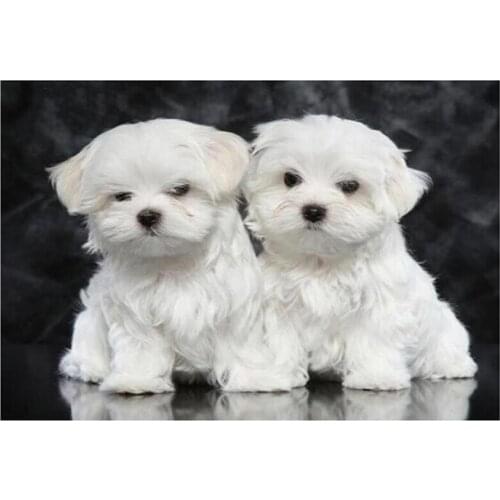 Sale Full 5D Diy Autumn Maltese White Dog Mosaic Diamond Painting Picture Embroidery Hobbies And Crafts Mosaic XN709