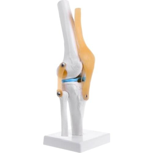 Human Anatomical Knee Joint Flexible Skeleton Model Learning Aid Anatomy 53CF