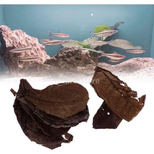 10x Brown Indian Almond Leaves Terminalia Catappa for Shrimp Fish Aquarium tank