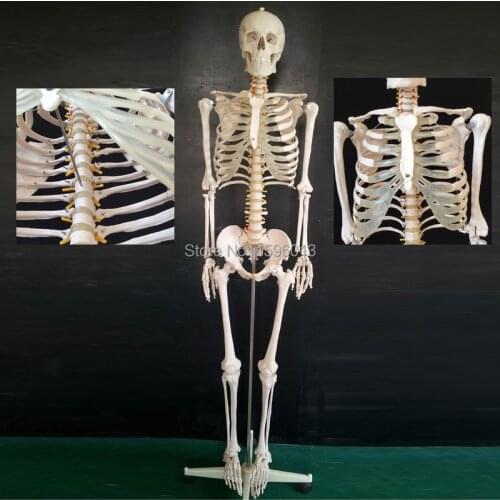 HOT Life-Size Skeleton Model 180cm Tall, human skeleton model
