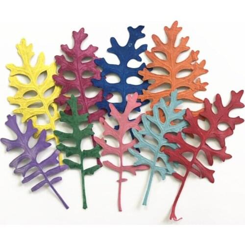 24pcs/lot,Natural Pressed Fresh Dusty Miller Leaves,Real Flower DIY Wedding invitation Craft Photo Frame Bookmark Gift card