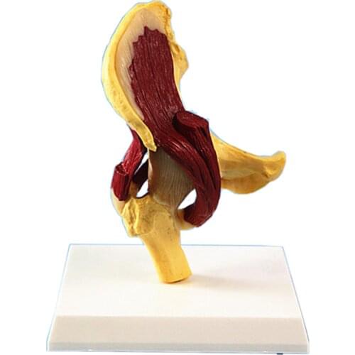 Teaching model of human muscle anatomy model with muscle model of hip joint