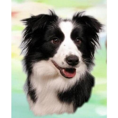 DIY Resin Square Round Mosaic Diamond Painting border collie Modern Room decoration 5D Cross Stitch Kits Diamond Embroidery C895