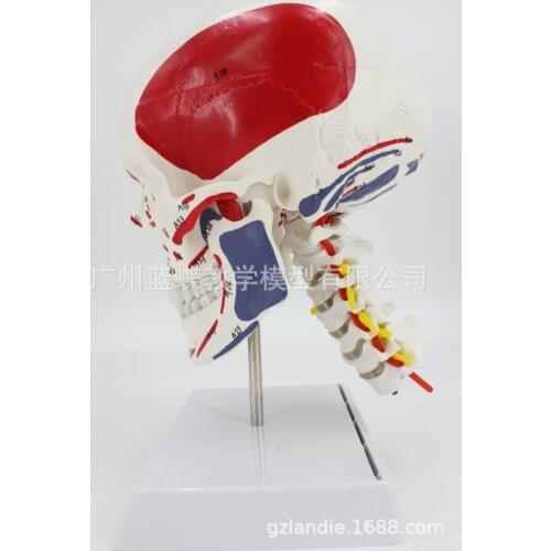 Human Anatomy Skeleton Anatomical Model Skull with Colored Bones Number Mark Cervical Vertebra Beige Sculpture Medical Supplies