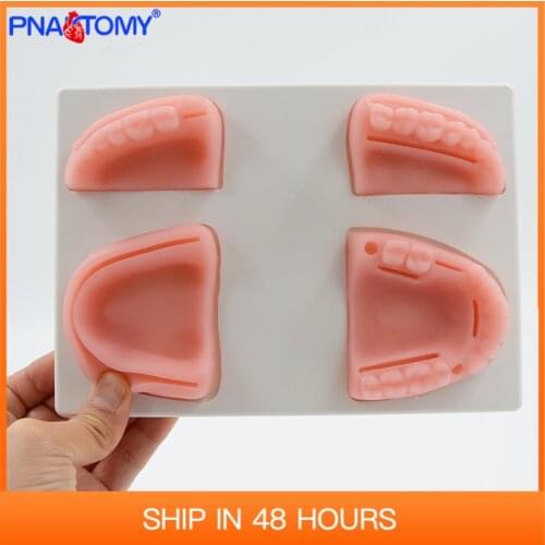 Silicone Oral Cavity Gum Suture Model Teeth Gingiva Practice Tool Dentist Used Medical Teaching Equipment With Base