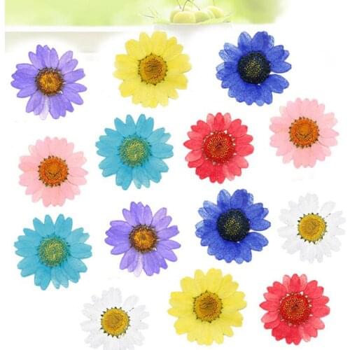 12Pcs Chrysanthemum Pressed Dried Flowers For Art Craft Resin Jewelry Making DIY