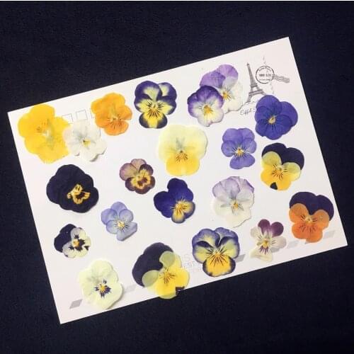 60pcs Pressed Dried Mixed Pansy Corydalis Flower Plant Herbarium For Jewelry Postcard Bookmark Phone Case Invitation Card DIY