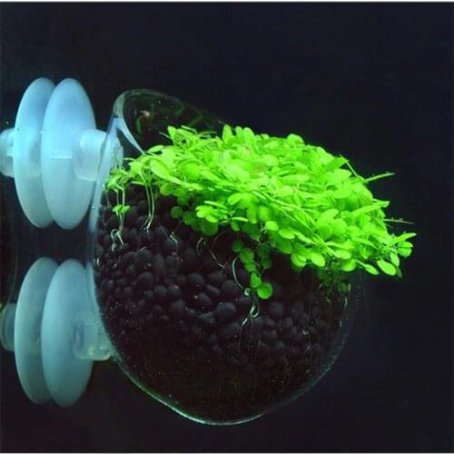 Crystal Plant Glass Terarium Aquarium Tank Aquascape Fish tank Aquarium for breeding grass and landscaping Red Shrimp Holder