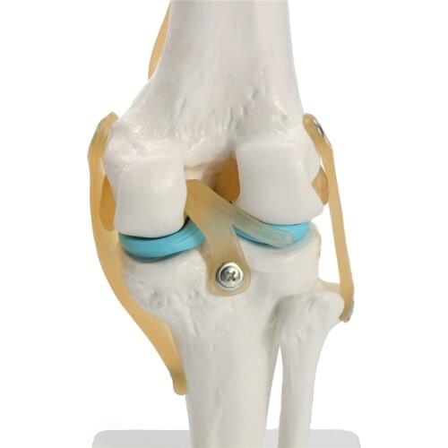 Human anatomy skeleton Life Size Knee Joint Anatomical Model Heart skull brain skull mod el in trauma nursing manikin train