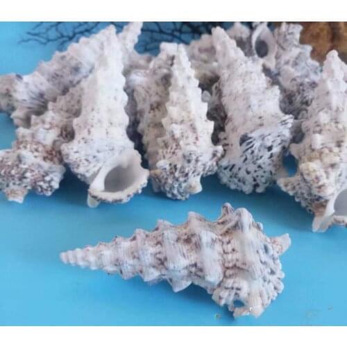 Natural conch shell crab marine decoration nautical decoration marine nautical net decor sea shells decoration home
