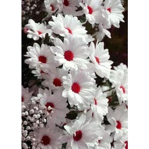 5D DIY Diamond Painting Full Square/Round White Daisy Beautiful Flower Embroidery Handmade Home Decoration Mosaic Creative Art