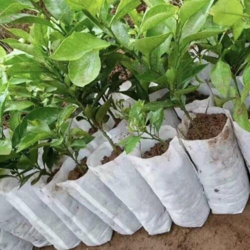 Size 16*16 200 pcs plant-fiber Nursery Pots Seedling-raising bags Garden Supplies Can degrade Environmental protection