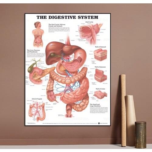 Human Anatomy The Digestive System Art Poster Print Body Map Canvas Wall Pictures for Science Medicine Bedroom Decor