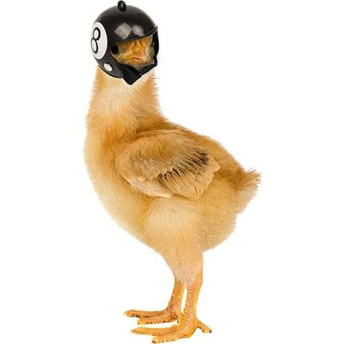 Chicken Bird Head Protection Helmet Pet Protective Headgear Chicken Helmet Toy Small Cap Bird Plastics Protect Cap Supplies #W5