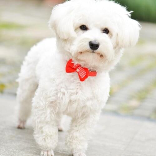 50 Pieces/lot) Mixed Wholesale Pu Leather Butterfly Jewelry Flower Dog Pet Cat Fashion Collar