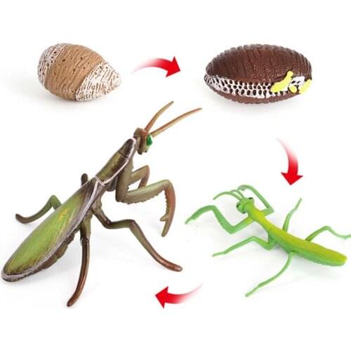 Worker Ant Animals Simulation Nest Growth Cycle Life Action Figures Figurine Miniature Baby Educational Cute Model Teaching Kids