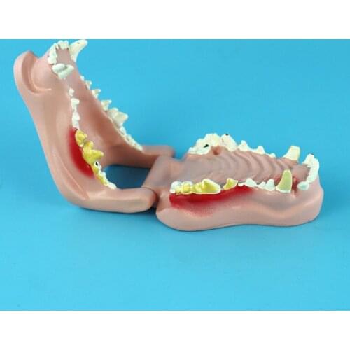 Dog tooth pathology model Dog oral model Animal anatomy teaching demonstration model