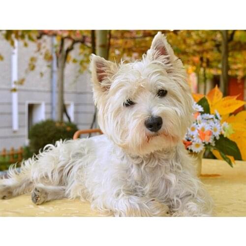 Diy 5D Diamond Painting Yorkshire Terrier Dog Animal Full Drill Cross Stitch Resin Diamond Embroidery Mosaic ChristmasZP-4578