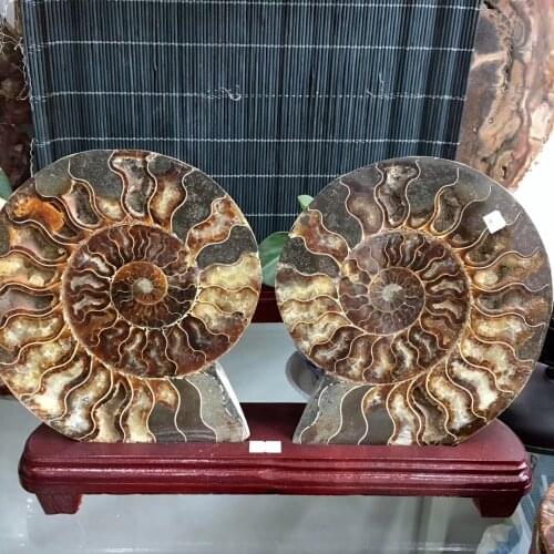 A Pair Of Natural Beautiful Ammonite Fossils Jade Slices Mineral Ornaments For Home Decoration