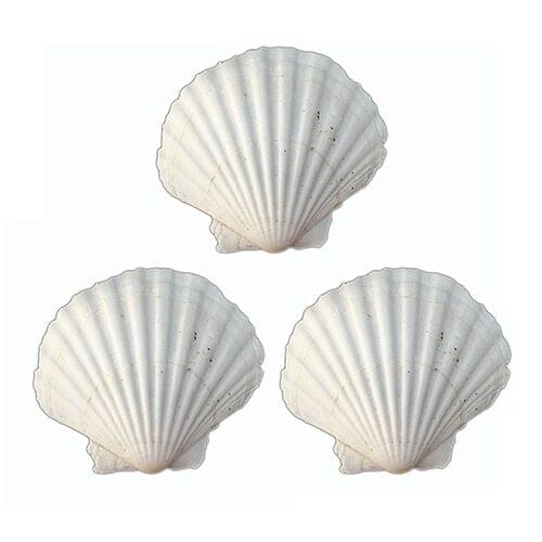 3pcs 9-12cm Natural Shell Big White Scallop Decoration Mediterranean Style Crafts Aquarium Fish Tank Landscape Home Decor