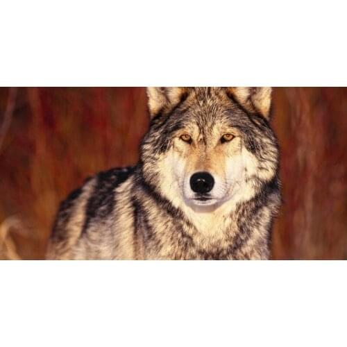 Printing Towel Animals Wolf Microfiber Beach Towel Handdoek serviette de plage toalha Gym Sport Drying Travel Shower Towel