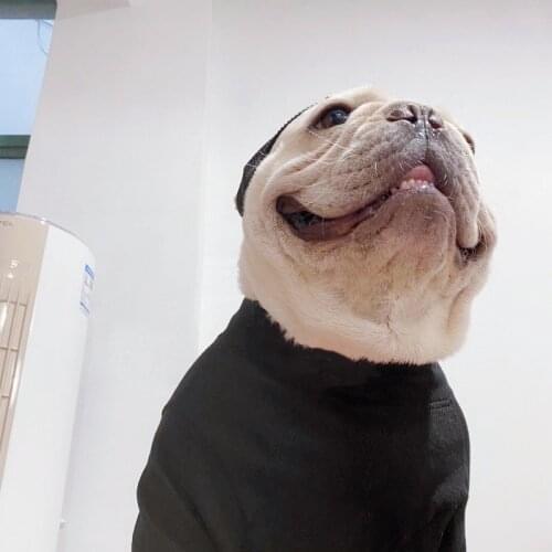 Pet Dog Street Clothes With Hat Fashion New French Bulldog Tshirt Pug Clothing Pets Costume PDC0092