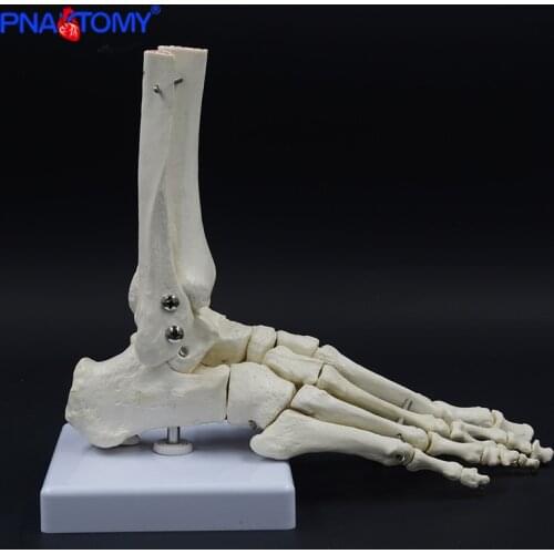 PNATOMY Life size joints and bones of foot anatomy human foot and ankle model medical gift skeleton tibia and fibula bone 1:1