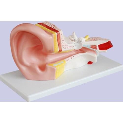 Anatomical model of middle ear
