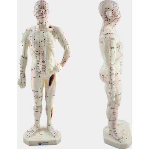 Medical Chinese/English Medicine Meridians Acupuncture Moxibustion Model Acupuncture Point Mannequin Acupuncture Model 26cm