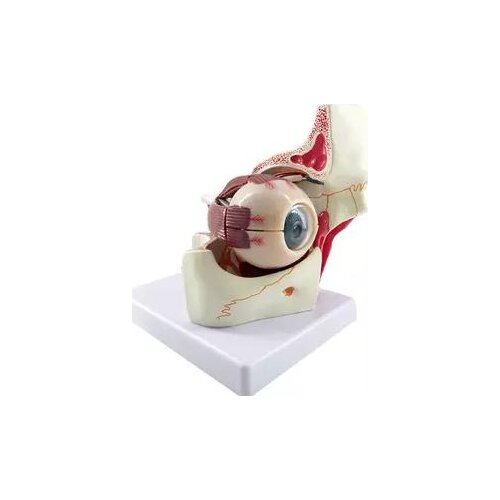 Modelling lifelike Human eye model Anatomy of the eye Human eye teaching model