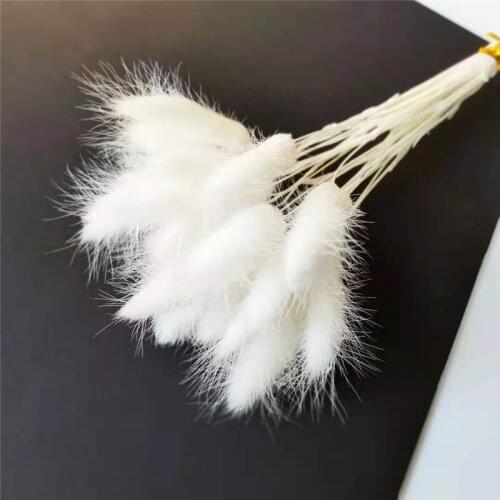 White Black Dried Pampas Rabbit Tail Grass for Outdoor Artificial Grass Plants Home Wedding Decor Herbe Be La Pampa Wholesale