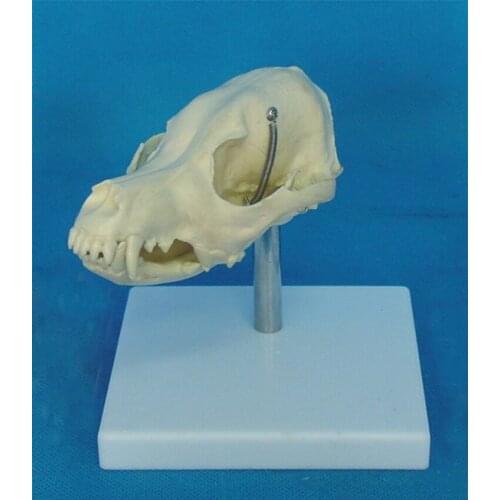 Dog Skull Skeleton Model Veterinary Teaching Model Dog Anatomy Medical Equipment