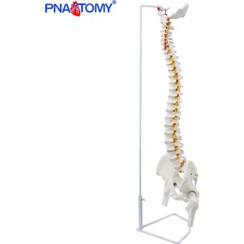 85cm Human Flexible Spine Model Vertebral Column Anatomy Model Life Size Sacrum Coccyx Pelvis Bone Anatomical Tool with Femur